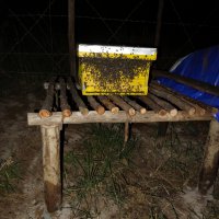 Bienenstand
